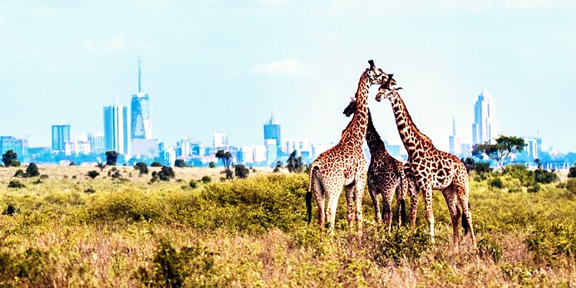 Giraffes in Nairobi National Park with the city skyline behind them