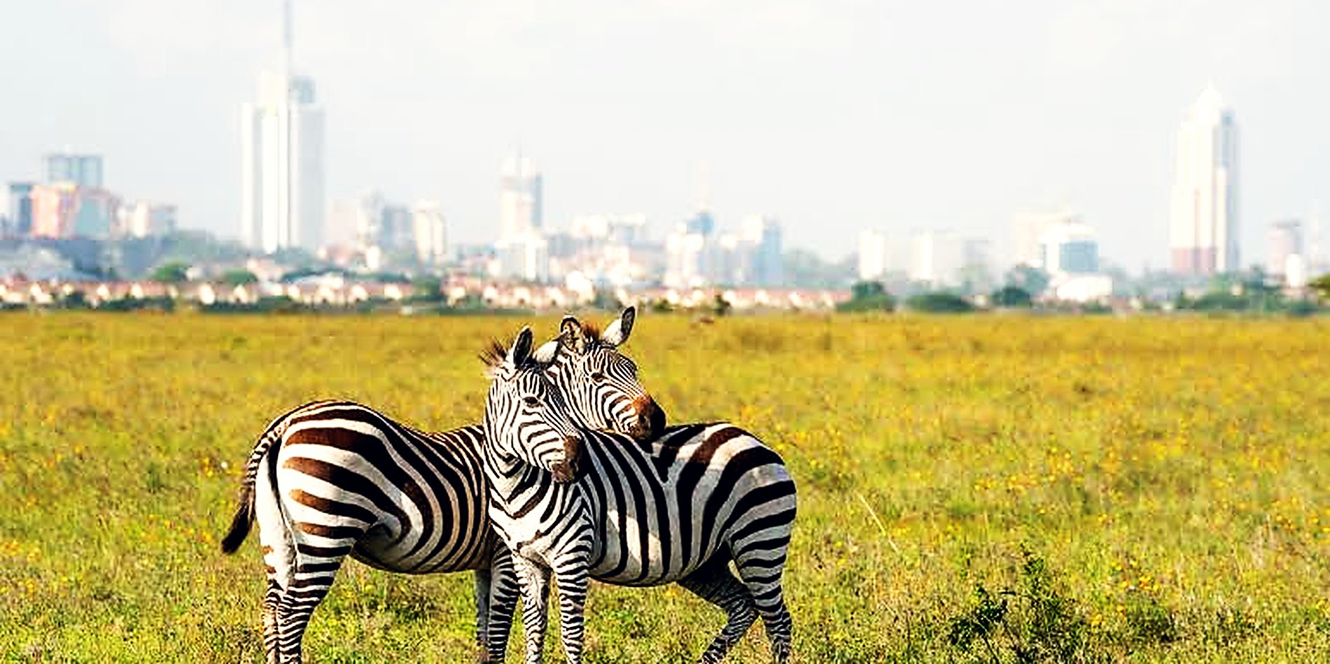 Zebras grazing in Nairobi National Park below the city skyline